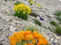 Papaver kerneri 4, Saxifraga-Jasenka Topic