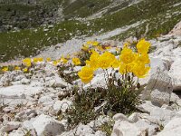 Papaver kerneri 6, Saxifraga-Luuk Vermeer
