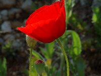 Papaver rhoeas 14, Grote klaproos, Saxifraga-Willem van Kruijsbergen