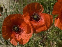 Papaver rhoeas 21, Grote klaproos, Saxifraga-Willem van Kruijsbergen