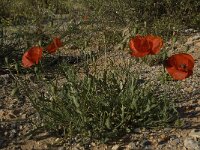 Papaver rhoeas 22, Grote klaproos, Saxifraga-Willem van Kruijsbergen