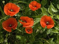 Papaver rhoeas 30, Grote klaproos, Saxifraga-Jan van der Straaten
