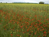 Papaver rhoeas 35, Grote klaproos, Saxifraga-Marijke Verhagen