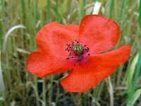 Papaver rhoeas 41, Grote klaproos, Saxifraga-Ed Stikvoort : viroin2011