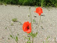 Papaver rhoeas 47, Grote klaproos, Saxifraga-Rutger Barendse