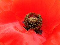 Papaver rhoeas 64, Grote klaproos, Saxifraga-Ed Stikvoort