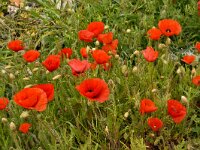 Papaver rhoeas 73, Grote klaproos, Saxifraga-Harry Jans