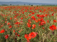 Papaver rhoeas 76, Grote klaproos, Saxifraga-Harry Jans