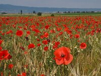 Papaver rhoeas 77, Grote klaproos, Saxifraga-Harry Jans