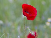 Papaver rhoeas 79, Grote klaproos, Saxifraga-Jan Nijendijk