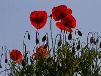 Papaver rhoeas 81, Grote klaproos, Saxifraga-Jan Nijendijk