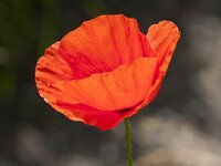 Papaver rhoeas 84, Grote klaproos, Saxifraga-Jan Nijendijk