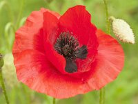 Papaver rhoeas 87, Grote klaproos, Saxifraga-Jan Nijendijk