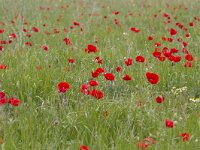 Papaver rhoeas 90, Grote klaproos, Saxifraga-Jan Nijendijk