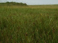 Parapholis strigosa, Slender Barb-grass