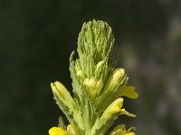 Parentucellia viscosa 4, Kleverige ogentroost, Saxifraga-Jan van der Straaten