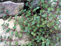 Parietaria judaica 1, Klein glaskruid, Saxifraga-Jan Jansen