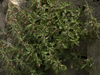 Parietaria judaica 12, Klein glaskruid, Saxifraga-Willem van Kruijsbergen