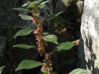 Parietaria judaica 13, Klein glaskruid, Saxifraga-Rutger Barendse
