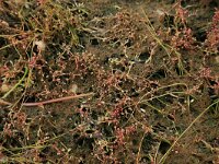 Parietaria judaica 15, Klein glaskruid, Saxifraga-Hans Boll