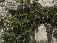 Parietaria judaica 2, Klein glaskruid, Saxifraga-Jan van der Straaten
