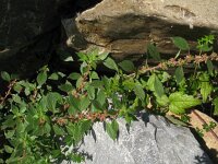 Parietaria judaica 28, Klein glaskruid, Saxifraga-Rutger Barendse