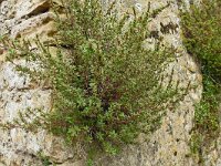 Parietaria judaica 32, Klein glaskruid, Saxifraga-Hans Grotenhuis