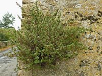 Parietaria judaica 33, Klein glaskruid, Saxifraga-Hans Grotenhuis