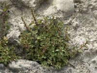 Parietaria judaica 5, Klein glaskruid, Saxifraga-Jan van der Straaten