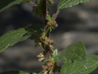 Parietaria judaica 9, Klein glaskruid, Saxifraga-Willem van Kruijsbergen