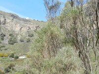 Parolinia glabriscula 3, Saxifraga-Rutger Barendse