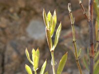 Paronychia canariensis 2, Saxifraga-Rutger Barendse