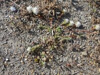 Paronychia capitata 18, Saxifraga-Michiel Drok