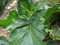 Pastinaca lucida 3, Saxifraga-Rutger Barendse