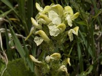 Pedicularis ascendens 5, Saxifraga-Willem van Kruijsbergen