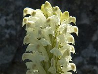 Pedicularis comosa 13, Saxifraga-Marijke Verhagen