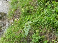 Pedicularis foliosa 13, Saxifraga-Rutger Barendse