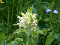 Pedicularis foliosa 3, Saxifraga-Bart Vastenhouw