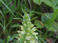 Pedicularis foliosa 4, Saxifraga-Jeroen Willemsen