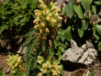 Pedicularis foliosa 7, Saxifraga-Ed Stikvoort