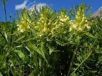 Pedicularis foliosa 8, Saxifraga-Ed Stikvoort