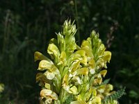 Pedicularis friderici-augusti 4, Saxifraga-Jeroen Willemsen