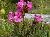 Pedicularis rostratocapitata 2, Saxifraga-Ed Stikvoort