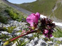 Pedicularis rostratocapitata 5, Saxifraga-Ed Stikvoort