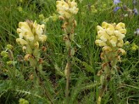 Pedicularis sibthorpii 9, Saxifraga-Ed Stikvoort