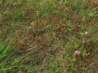 Pedicularis sylvatica 42, Heidekartelblad, Saxifraga-Hans Boll