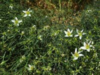 Peganum harmala 3, Saxifraga-Ed Stikvoort