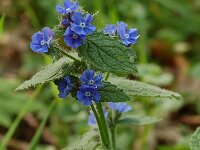 Pentaglottis sempervirens, Green Alkanet