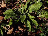 Pentaglottis sempervirens 11, Overblijvende ossentong, Saxifraga-Ed Stikvoort