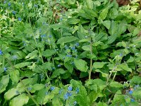 Pentaglottis sempervirens 15, Overblijvende ossentong, Saxifraga-Ab H Baas